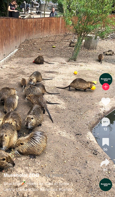 Munkholm Zoo social media video example